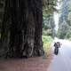 Illustration for article titled Motorcycle Road Trip, Day 10: Giant Trees and the road back home